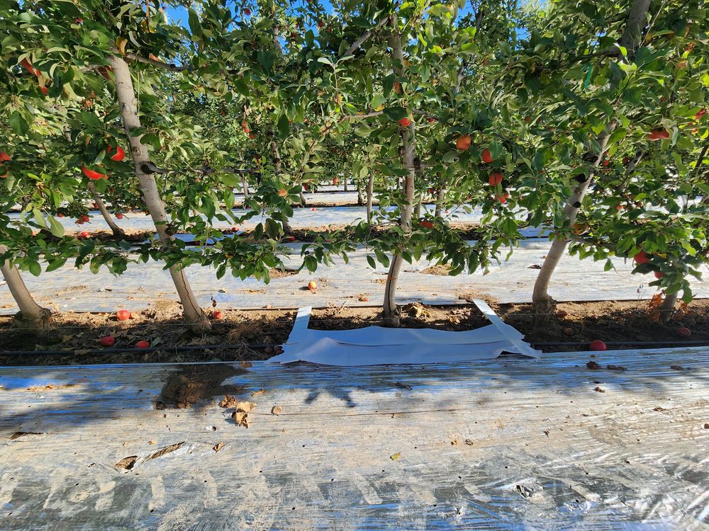 Apple orchard research