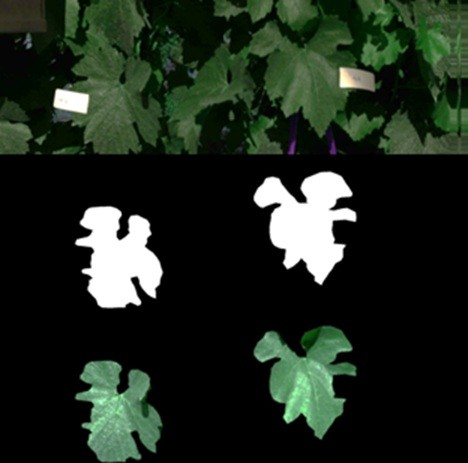 Tagged leaf sampling and segmentation masks