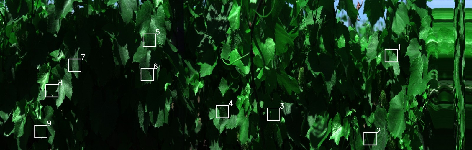 Canopy-level ROI placement across a vine row