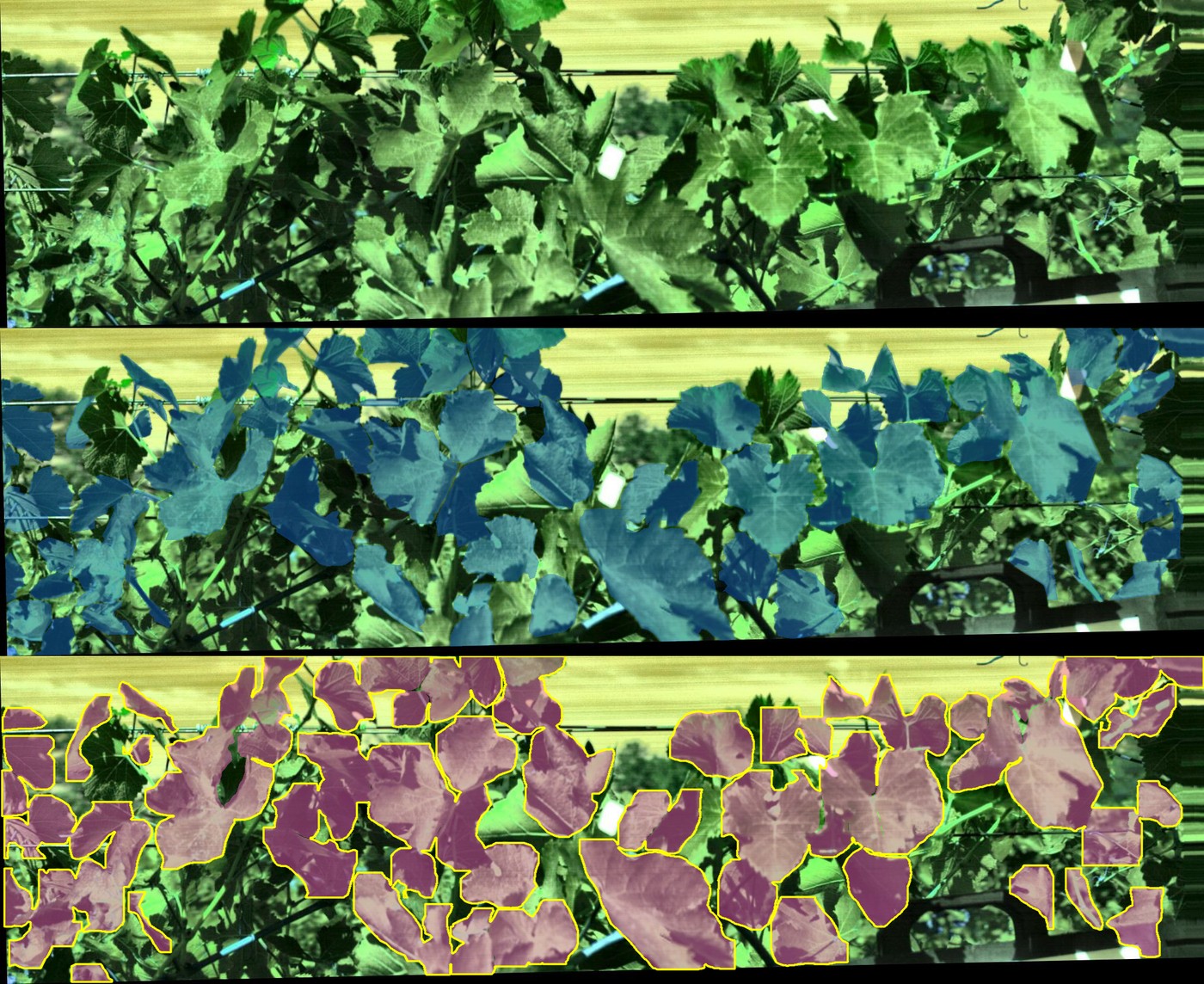 Supervised YOLO segmentation of sun-exposed canopy leaves