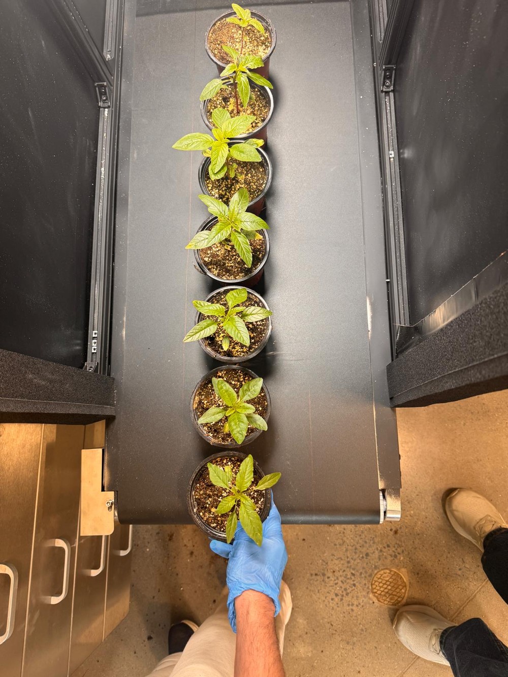 Waterhemp seedlings staged on the scanning conveyor