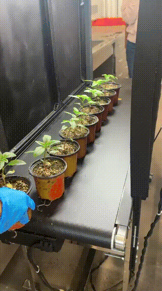 Conveyor-belt scanning of waterhemp seedlings (video)
