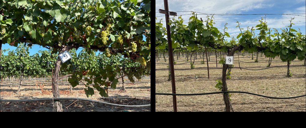 Smartphone-captured vineyard images