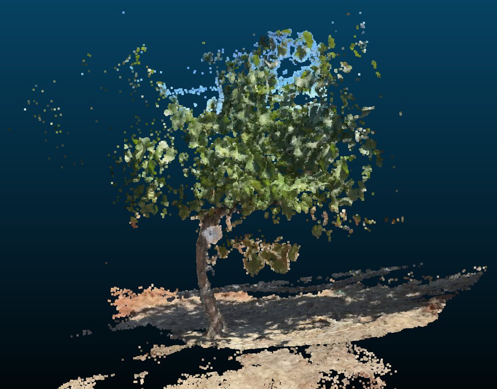 3-D point cloud of a grapevine canopy