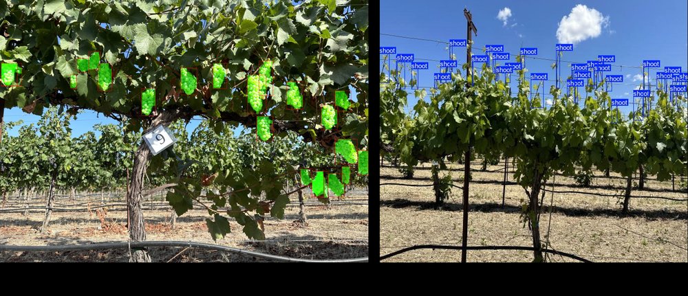 YOLO11 cluster and shoot detection