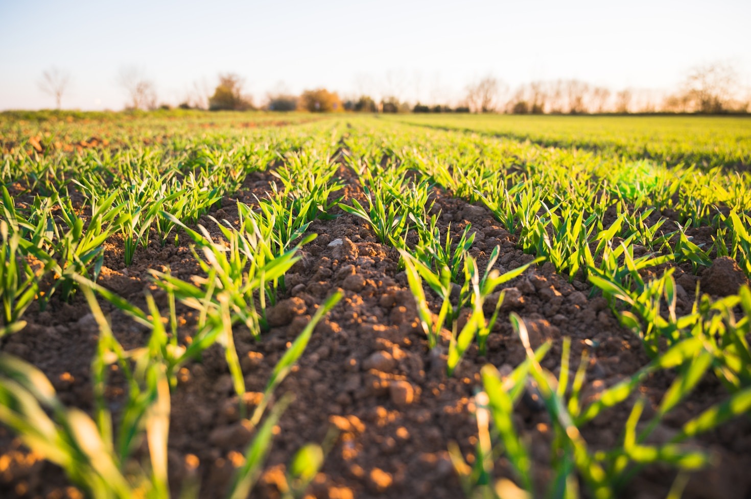 Integrating Technology Into Traditional Farming Practices