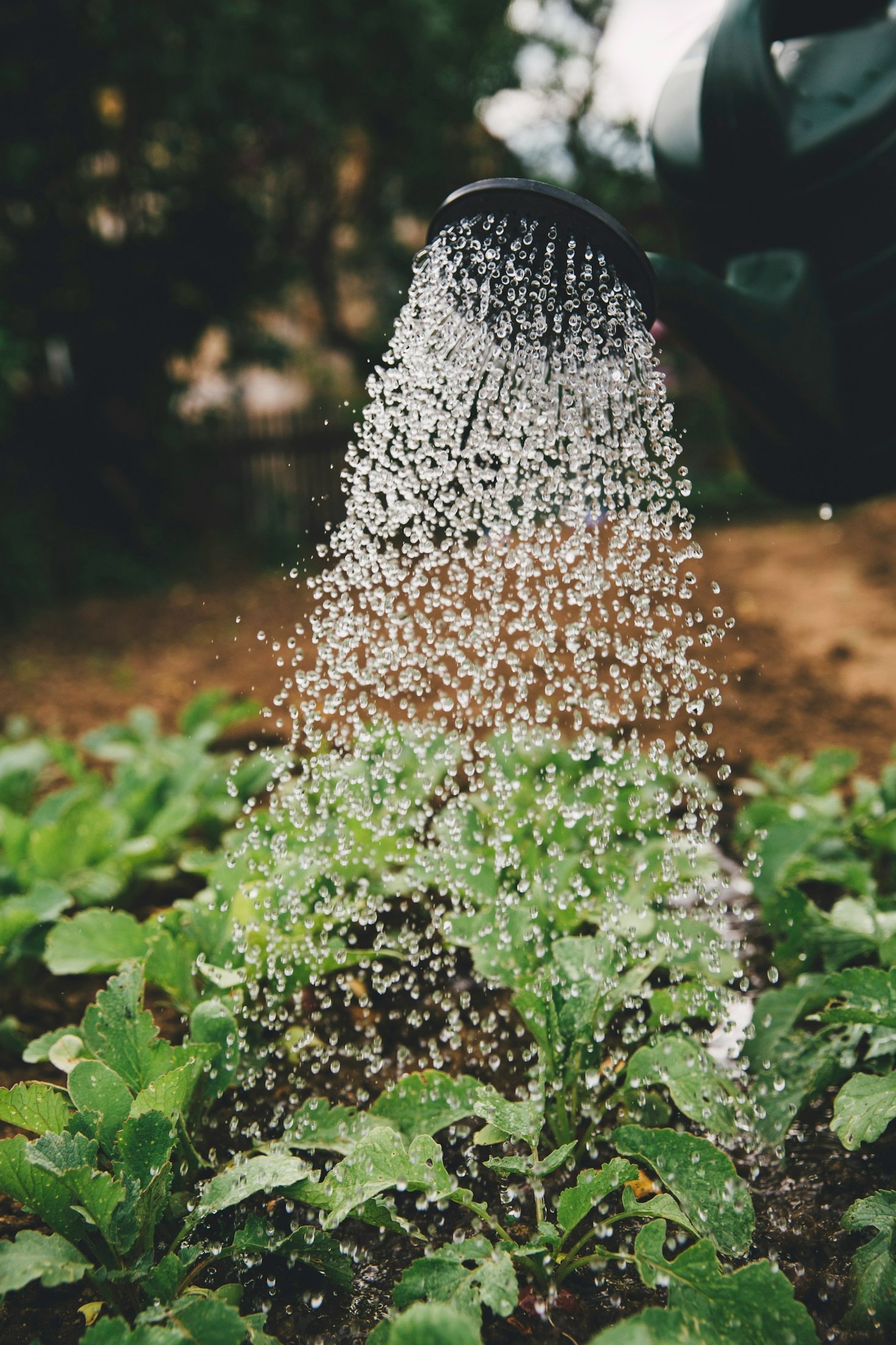 The Future of Automation in Modern Agriculture