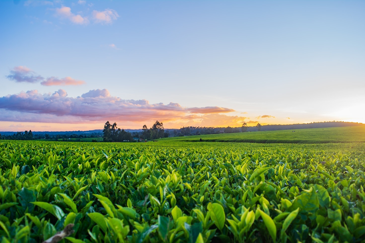 Maximizing Soil Health Through Advanced Engineering Methods